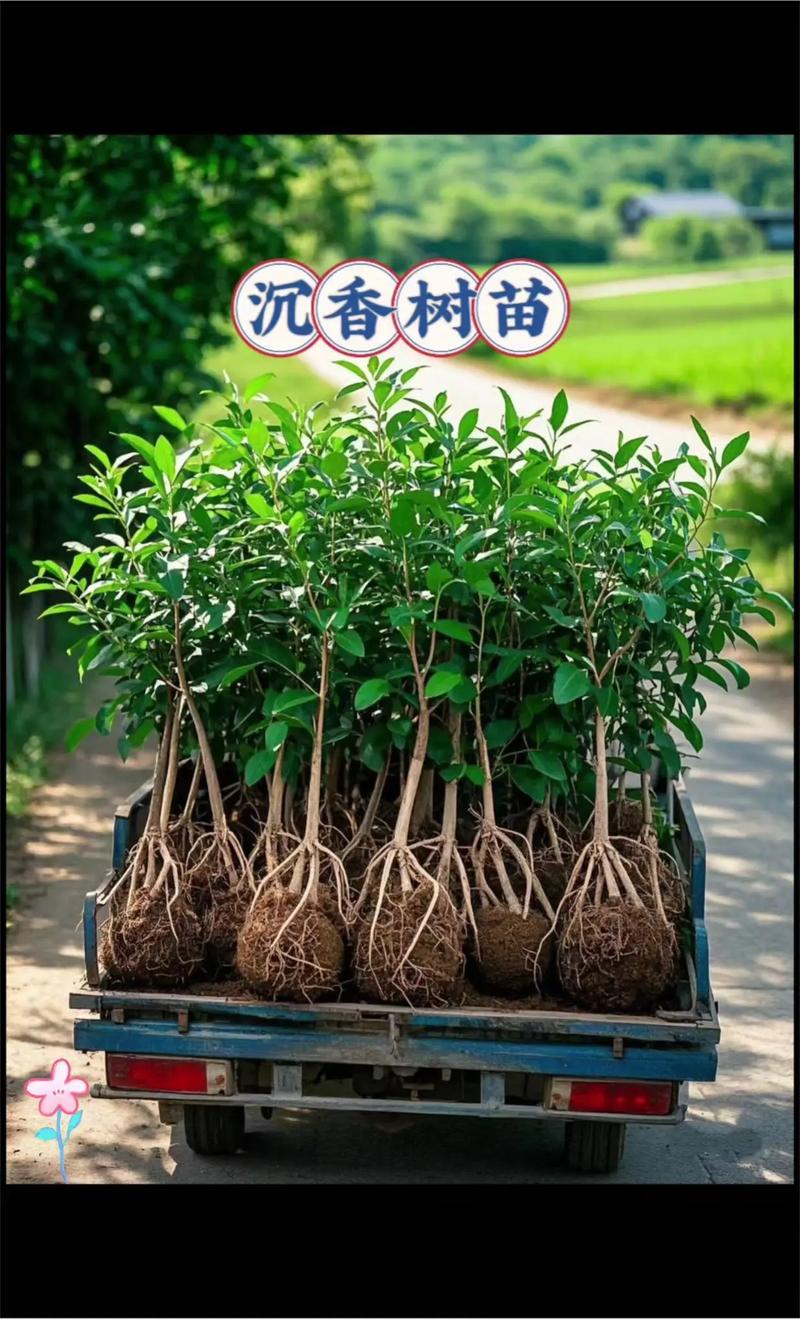 沉水植物大概多少钱?2025年最新价格区间与选购指南 规格决定价格基数