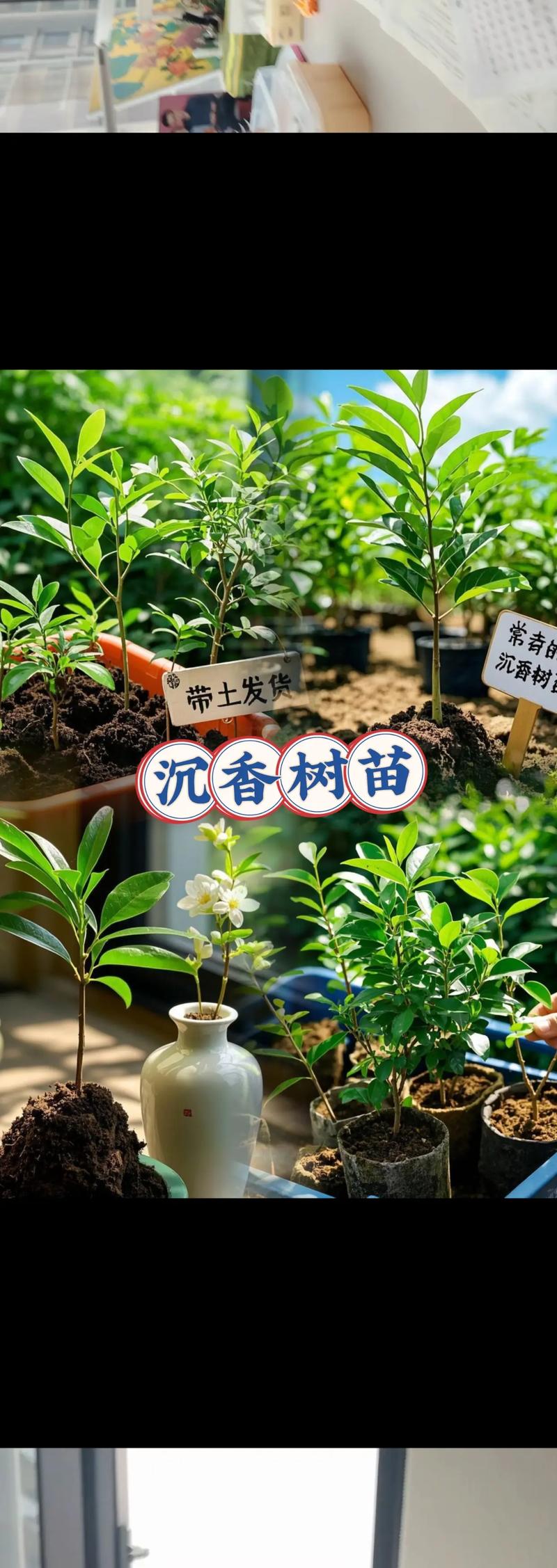 沉水植物大概多少钱?2025年最新价格区间与选购指南 产地影响成本结构