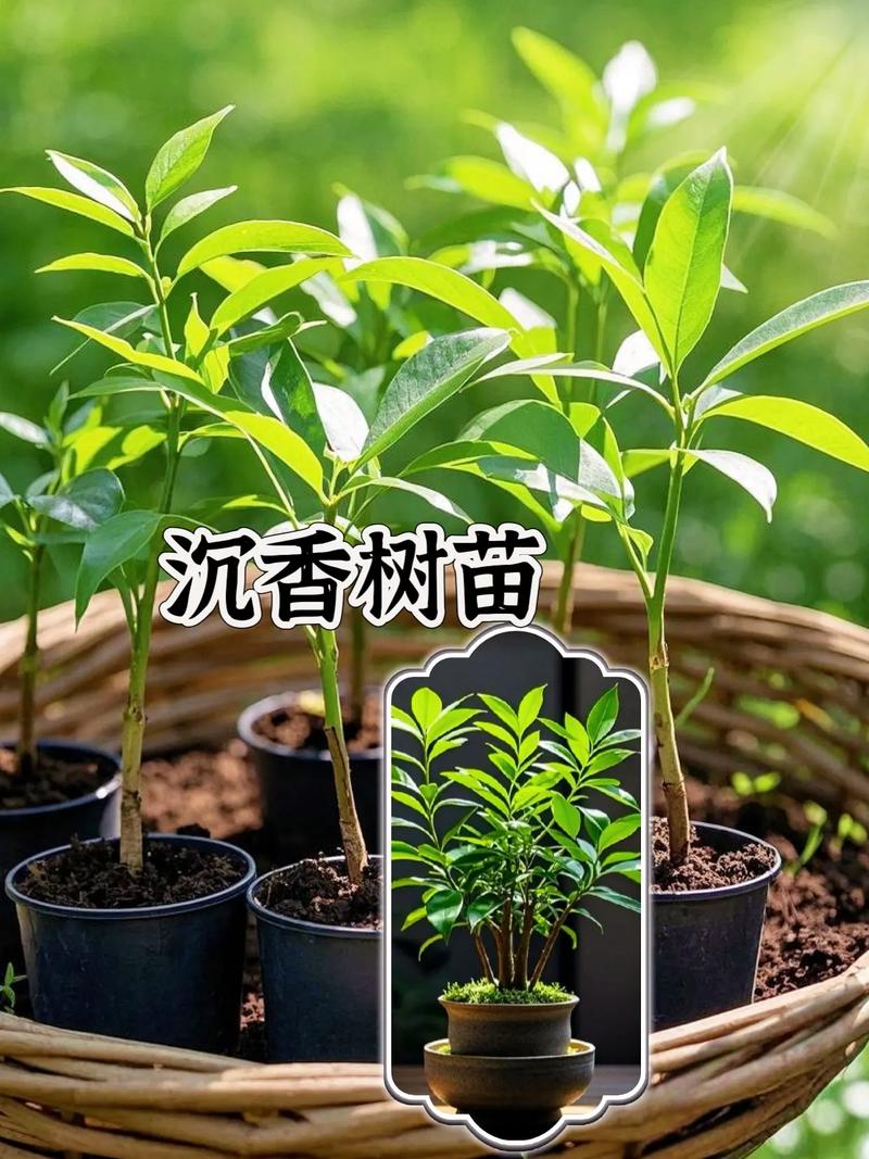 沉水植物大概多少钱?2025年最新价格区间与选购指南 运输成本与到货状态