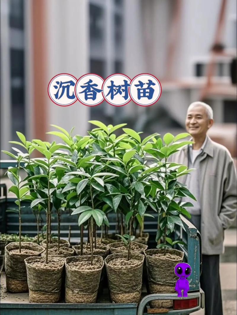 沉水植物大概多少钱?2025年最新价格区间与选购指南 数量决定批发与零售价差