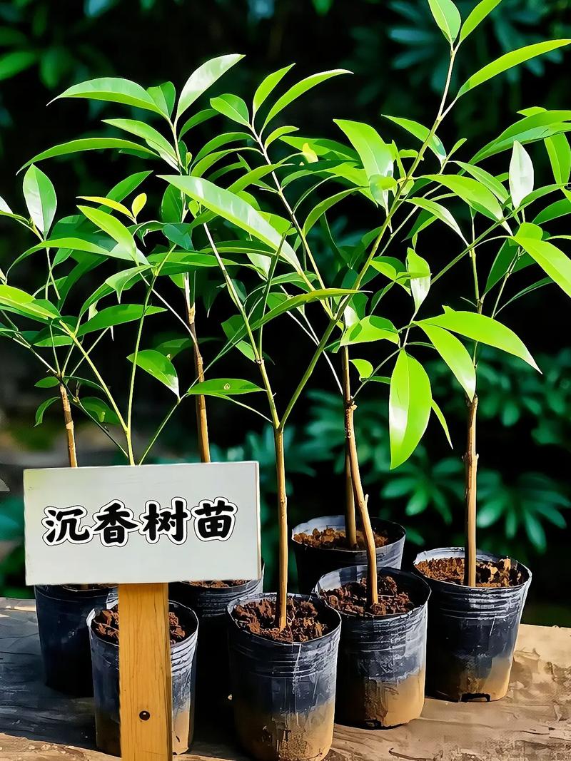 沉水植物大概多少钱?2025年最新价格区间与选购指南 选购指南:如何询价与决策