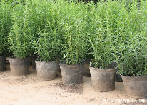 沉水植物大概多少钱?2025年最新价格区间与选购指南 FAQ:沉水植物价格常见问题