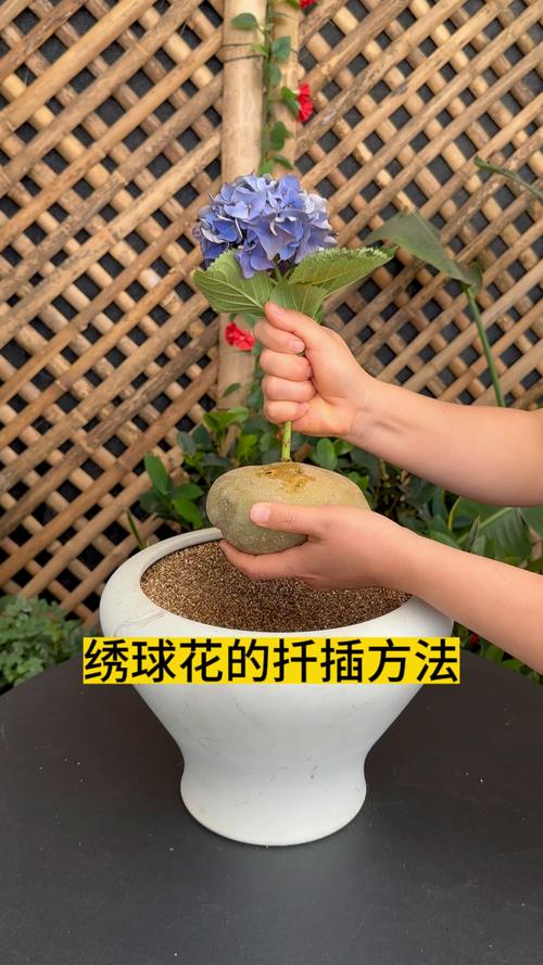 绣球花什么时候扦插成活率高?最佳时间与操作指南 绣球花什么时候扦插成活率高?最佳时间与操作指南