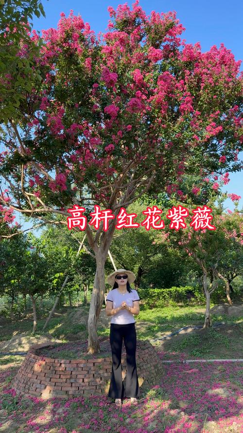 野生紫薇树值钱吗?紫薇观赏价值与养护全攻略 光照与水肥精准方案
