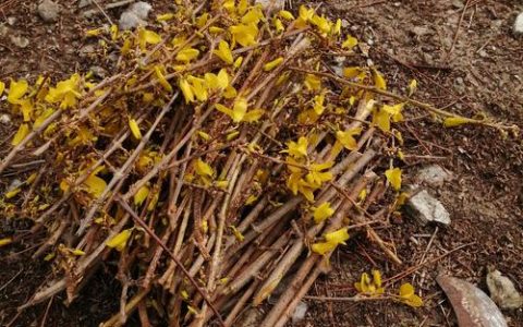 迎春花什么时候扦插成活高？掌握这5个步骤，成活率超90%