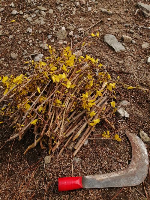 迎春花什么时候扦插成活高?掌握这5个步骤,成活率超90% 迎春花什么时候扦插成活高?掌握这5个步骤,成活率超90%