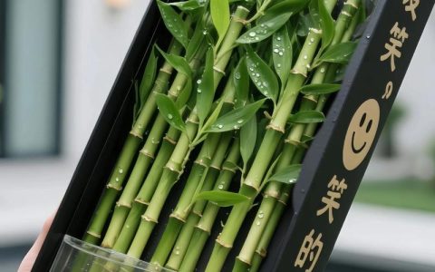 家里养竹子好不好？三种热门品种的种植方案与民俗寓意