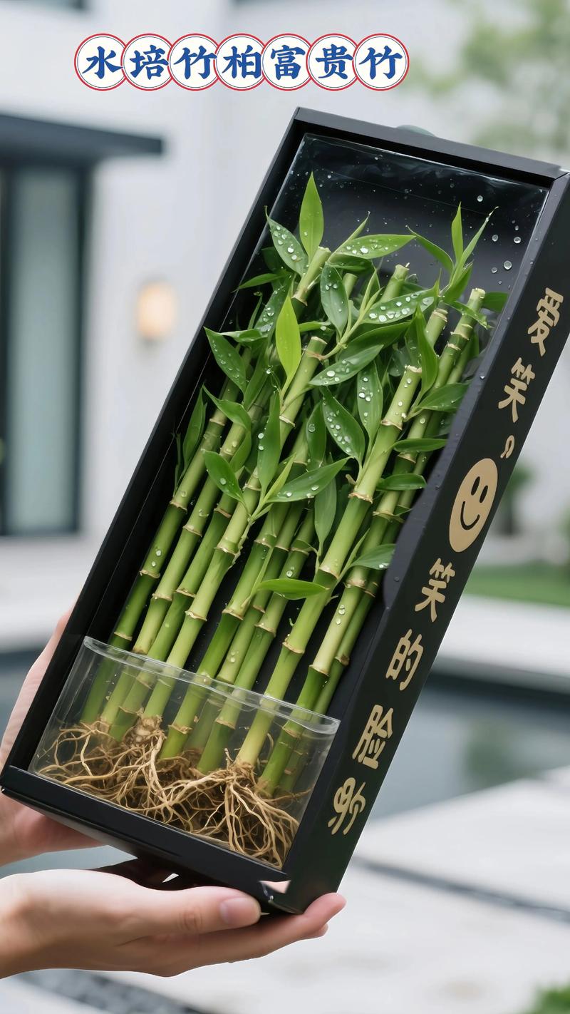家里养竹子好不好?三种热门品种的种植方案与民俗寓意 家里养竹子好不好?三种热门品种的种植方案与民俗寓意