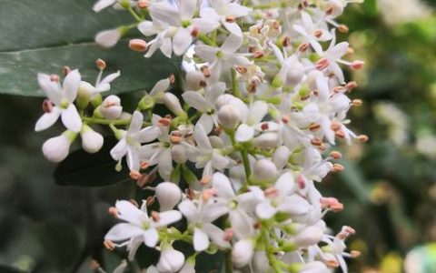女贞树几月开花流蜜？花期流蜜时间与促花技术全解析