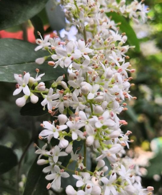 女贞树几月开花流蜜？花期流蜜时间与促花技术全解析