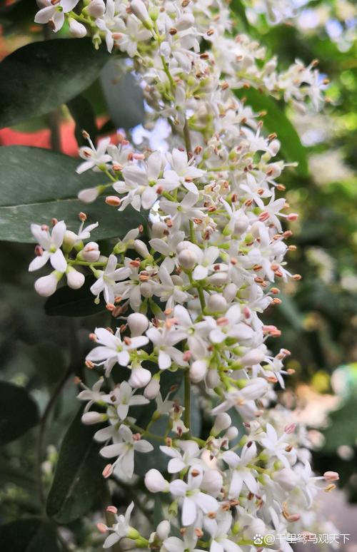 女贞树几月开花流蜜？花期流蜜时间与促花技术全解析