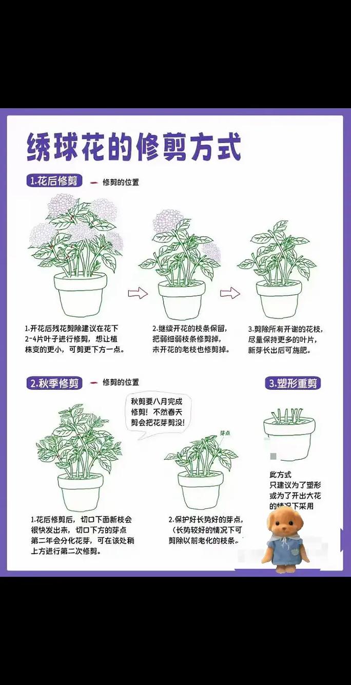 绣球花修剪时间和方法:老枝新枝怎么剪才对? 常见误区与纠正