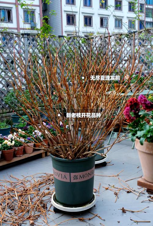 绣球花修剪时间和方法:老枝新枝怎么剪才对? 越冬与越夏管理