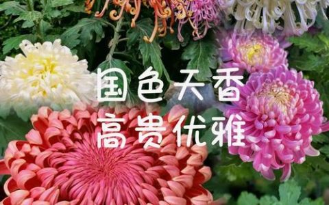 菊花什么季节开花？详解花期调控与养护全攻略