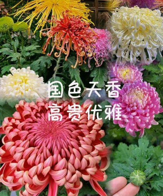 菊花什么季节开花？详解花期调控与养护全攻略