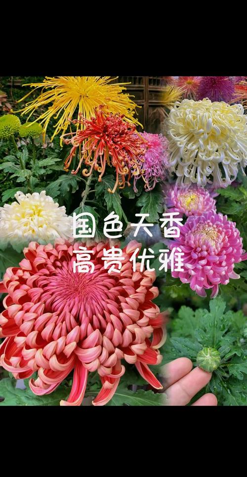 菊花什么季节开花?详解花期调控与养护全攻略 菊花什么季节开花?详解花期调控与养护全攻略