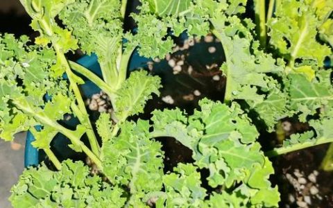 羽衣甘蓝怎样吃最好？10种营养美味做法与去苦技巧