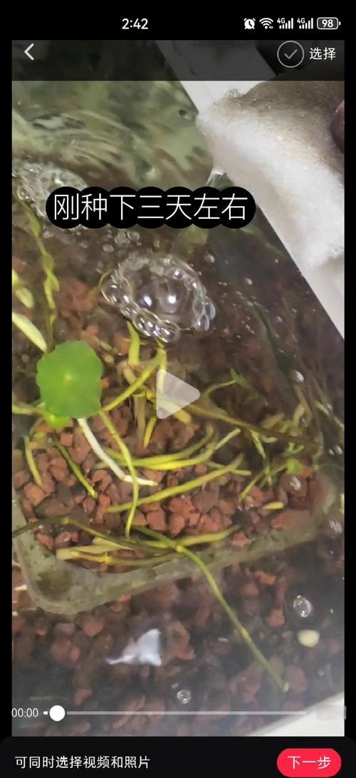 铜钱草水培养殖方法详解:从容器选择到日常养护全攻略 光照