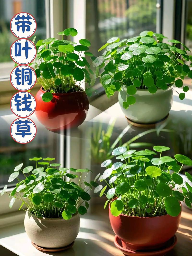 铜钱草水培养殖方法详解:从容器选择到日常养护全攻略 换盆(换容器与基质打理)