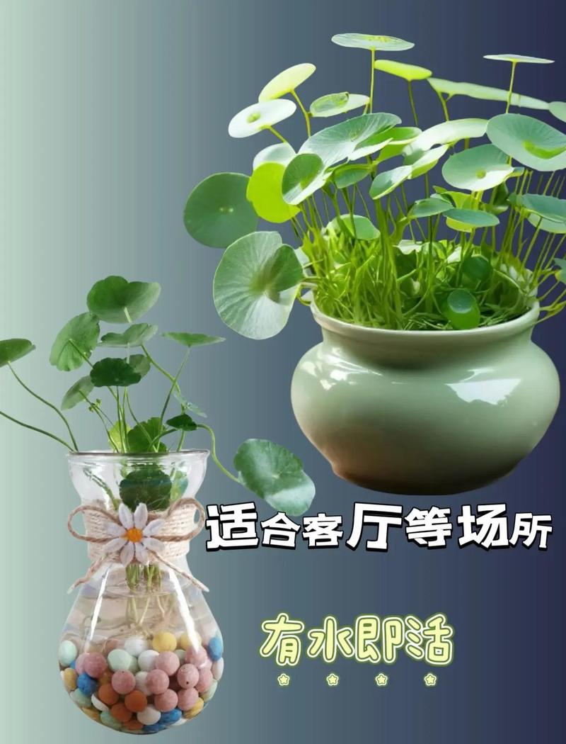 铜钱草水培养殖方法详解:从容器选择到日常养护全攻略 修剪
