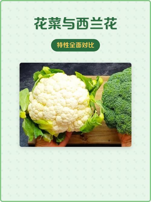 白花菜和西兰花哪个营养好?从种植养护看营养差异 越冬越夏:温度管理决定花球品质