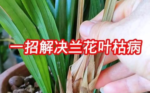 兰草叶子发黄干枯的四大原因及科学防治指南