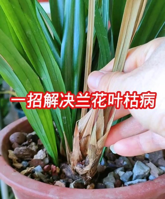 兰草叶子发黄干枯的四大原因及科学防治指南