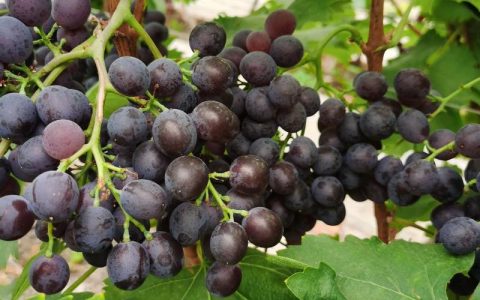 玫瑰香葡萄几月份成熟？2026年全周期种植与选购指南