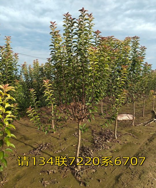 海棠树大概多少钱？