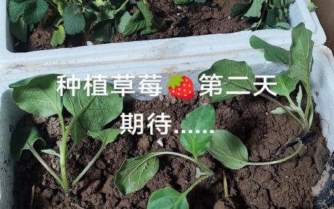 买来的草莓苗的根要剪吗？一文讲清修剪原则与正确方法