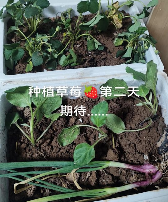 买来的草莓苗的根要剪吗？一文讲清修剪原则与正确方法
