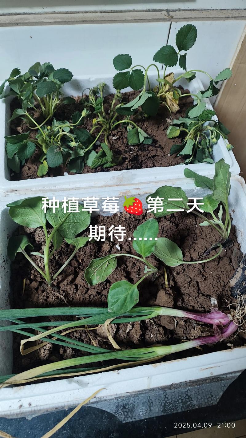 买来的草莓苗的根要剪吗?一文讲清修剪原则与正确方法 一、哪种草莓苗需要剪根?
