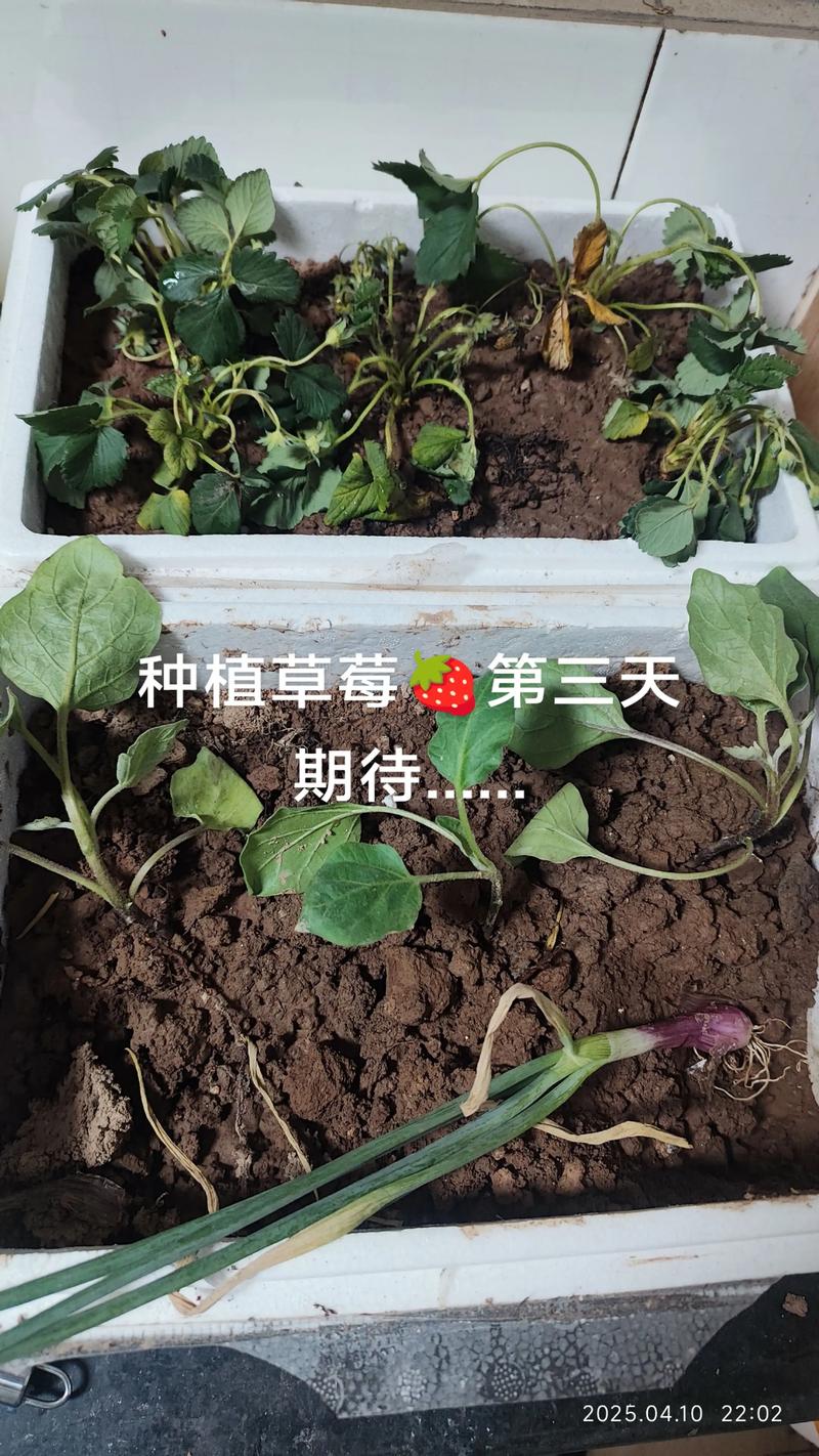 买来的草莓苗的根要剪吗?一文讲清修剪原则与正确方法 二、裸根草莓苗修剪原则