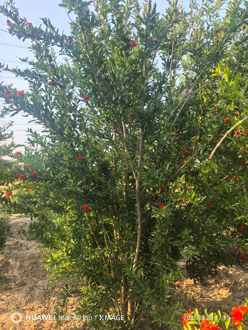 花石榴结果好吃吗?答案:能结但不好吃,家庭种植更推荐观花(附花期果期与促果技巧) 花石榴结果好吃吗?答案:能结但不好吃,家庭种植更推荐观花(附花期果期与促果技巧)