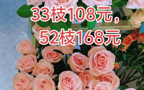 玫瑰花价格多少钱？2025年切花月季价格快速参考