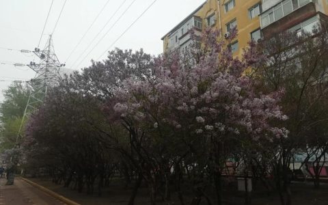 丁香花怎么过冬？家庭盆栽与地栽越冬养护全攻略