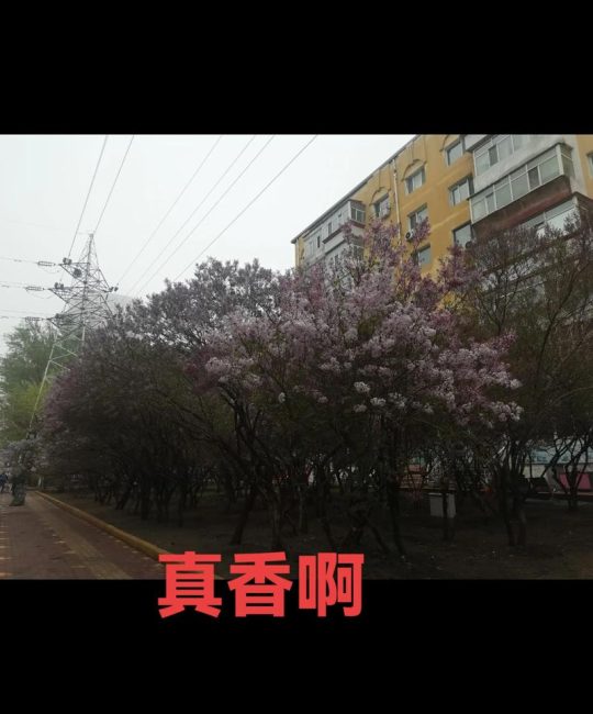 丁香花怎么过冬？家庭盆栽与地栽越冬养护全攻略