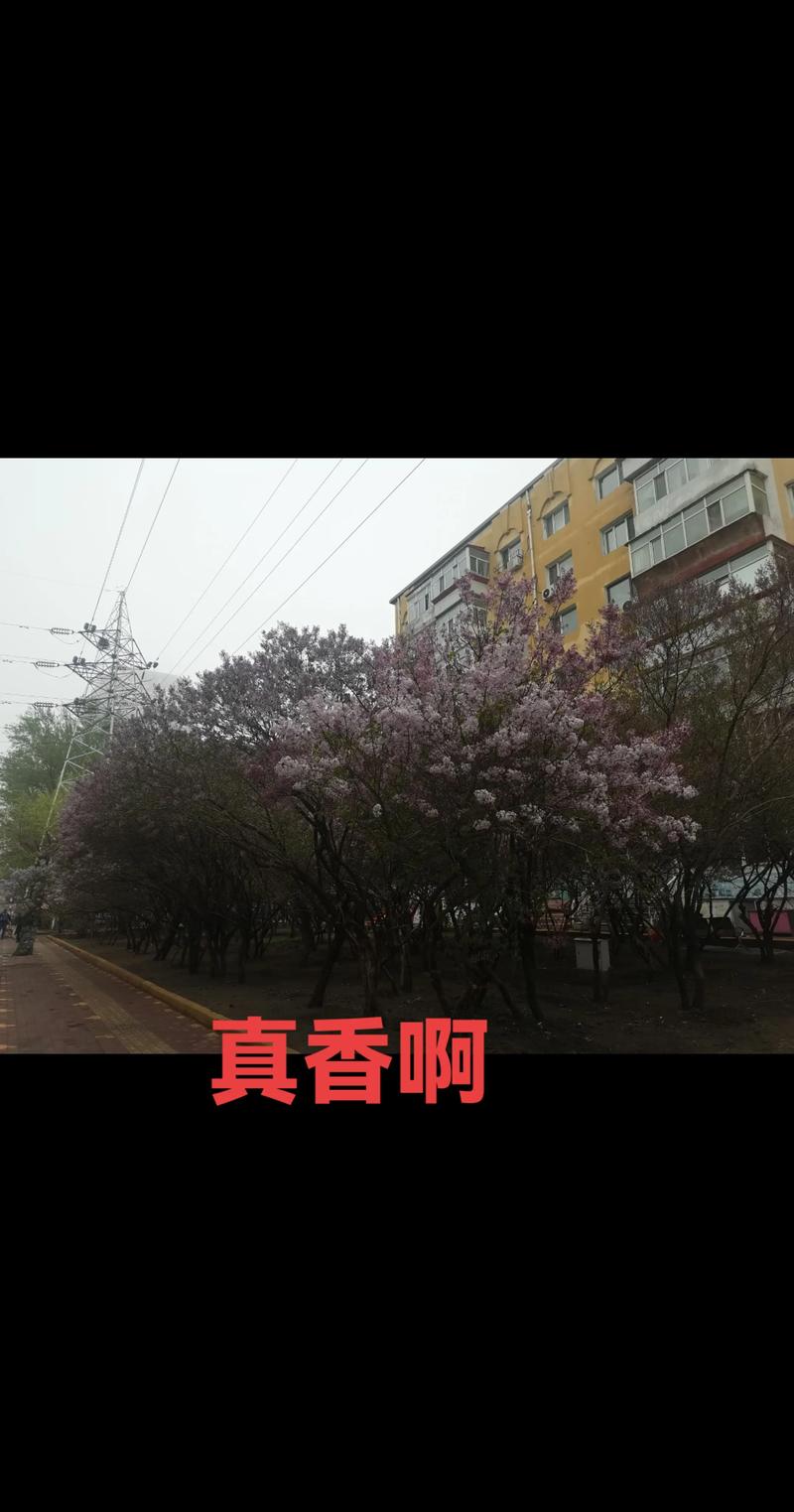丁香花怎么过冬?家庭盆栽与地栽越冬养护全攻略 丁香花怎么过冬?家庭盆栽与地栽越冬养护全攻略