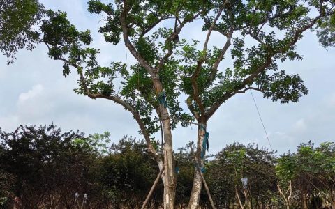 万紫千红树价格多少钱一棵？规格、产地、采购量影响报价