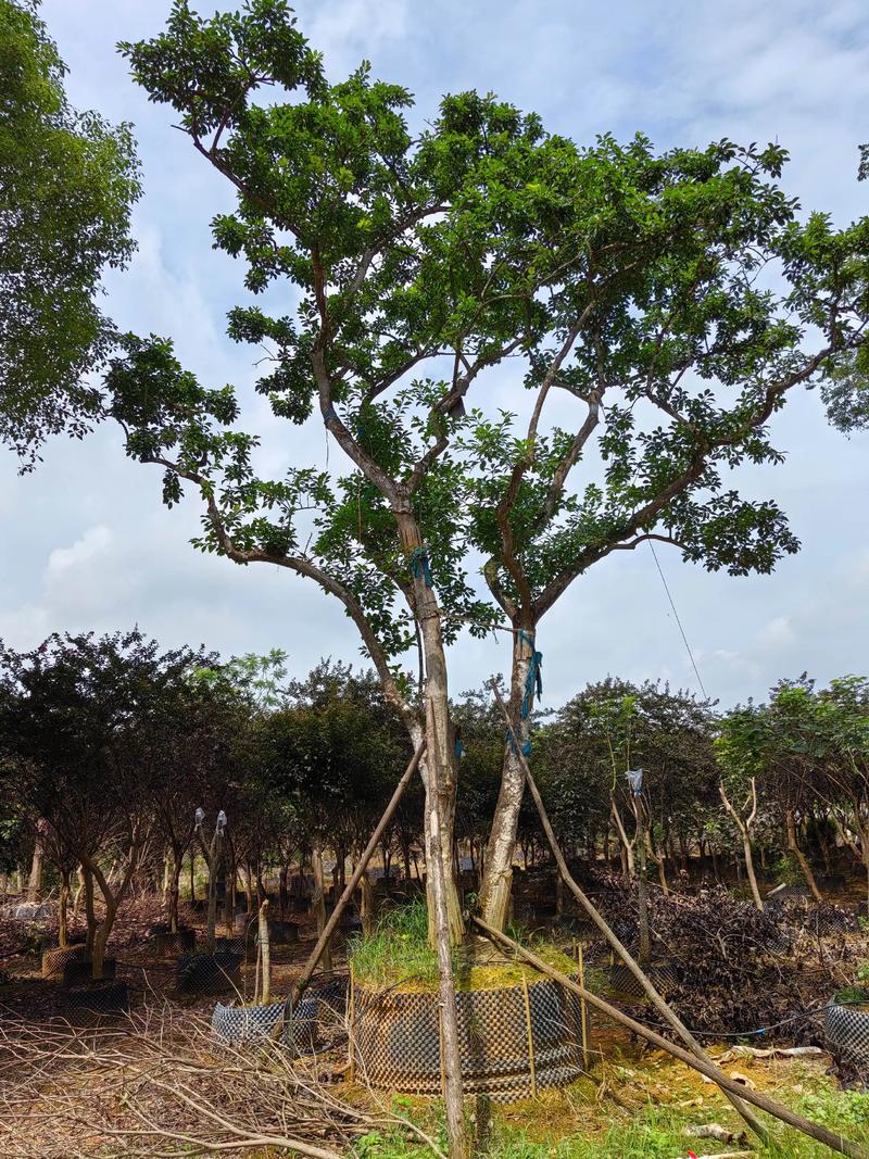 万紫千红树价格多少钱一棵?规格、产地、采购量影响报价 万紫千红树价格多少钱一棵?规格、产地、采购量影响报价