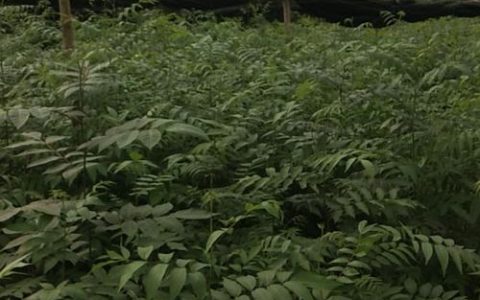 科学甄选青钱柳苗：避开采购陷阱，找到优质供应商