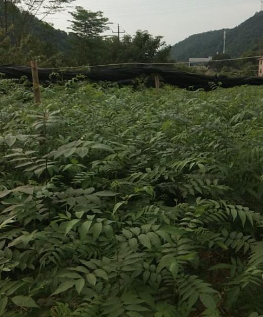 科学甄选青钱柳苗：避开采购陷阱，找到优质供应商