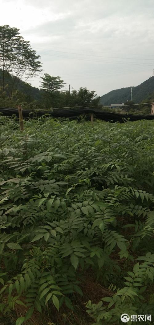 科学甄选青钱柳苗:避开采购陷阱,找到优质供应商 一、明确需求,初筛候选渠道