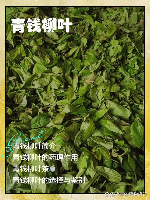 科学甄选青钱柳苗:避开采购陷阱,找到优质供应商 三、规格匹配度分析——拒绝“约等于”