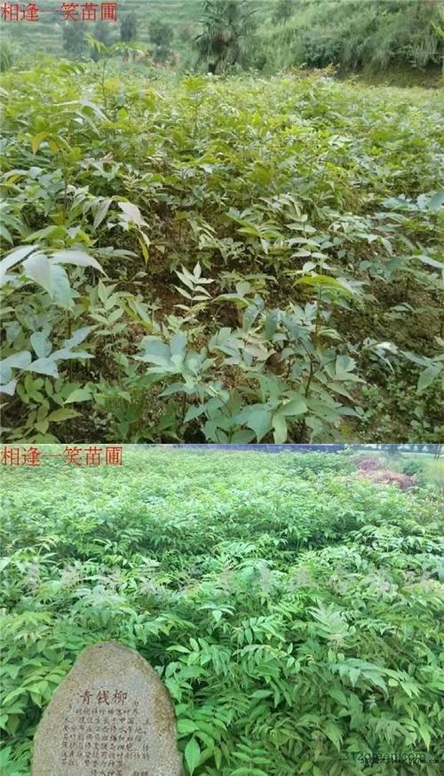 科学甄选青钱柳苗:避开采购陷阱,找到优质供应商 二、品种真实性核查——用眼睛和量尺说话