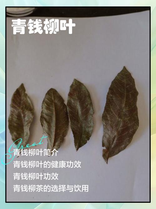 科学甄选青钱柳苗:避开采购陷阱,找到优质供应商 六、售后承诺——以书面为凭,摒弃模糊条款