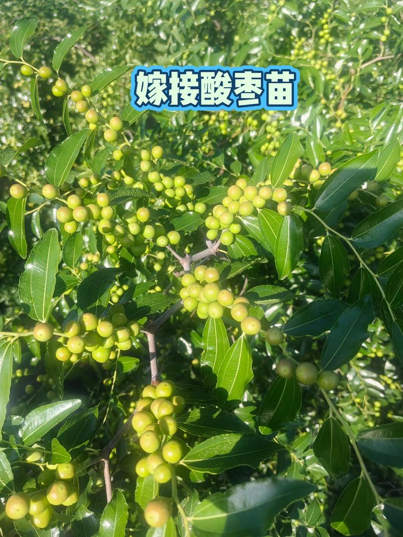 五、浇定根水