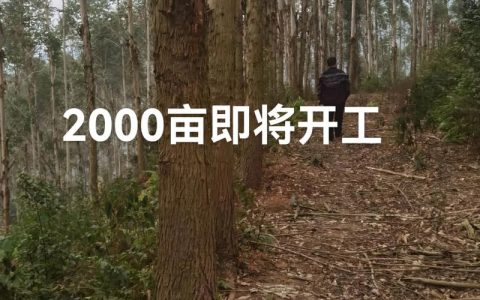 一亩桉树利润多少？全面解析桉树种植成本与收益