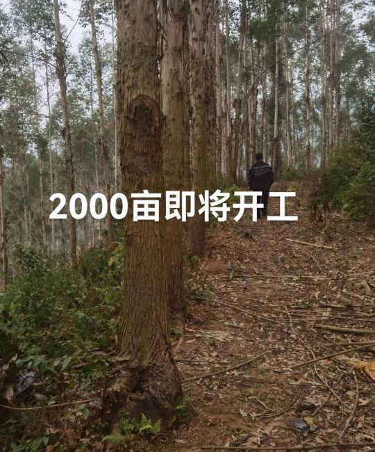 一亩桉树利润多少？全面解析桉树种植成本与收益