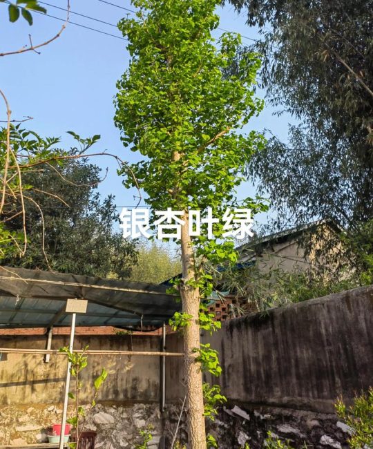 院内银杏树太高大怎么办？分年修剪降高及移栽技术指南